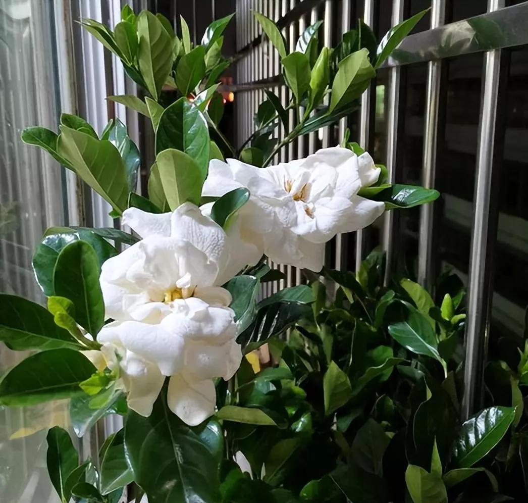 植物叶子发黄的原因和处理办法(3)