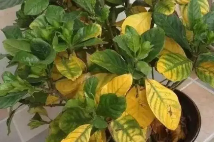 植物叶子发黄的原因和处理办法(4)