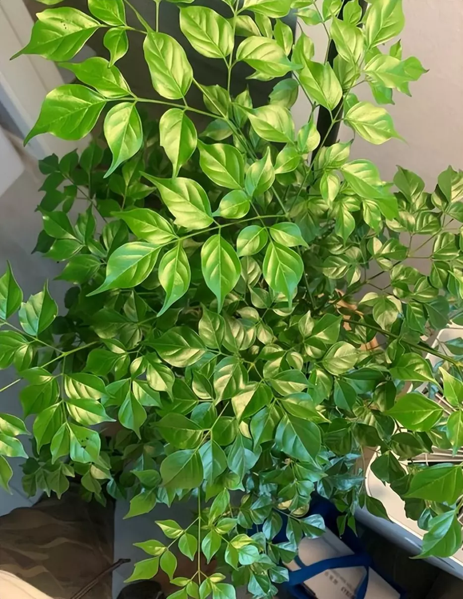 植物叶子发黄的原因和处理办法(5)