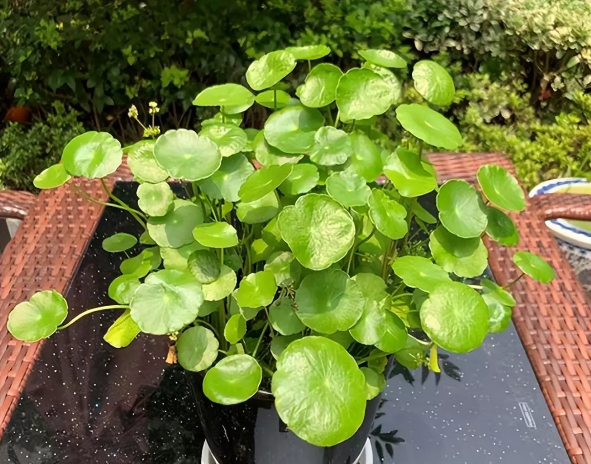 植物叶子发黄的原因和处理办法(7)