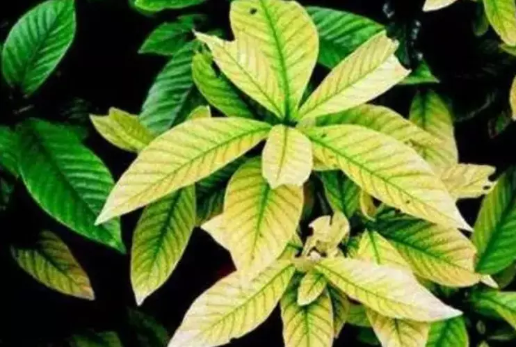 植物叶子发黄的原因和处理办法(8)
