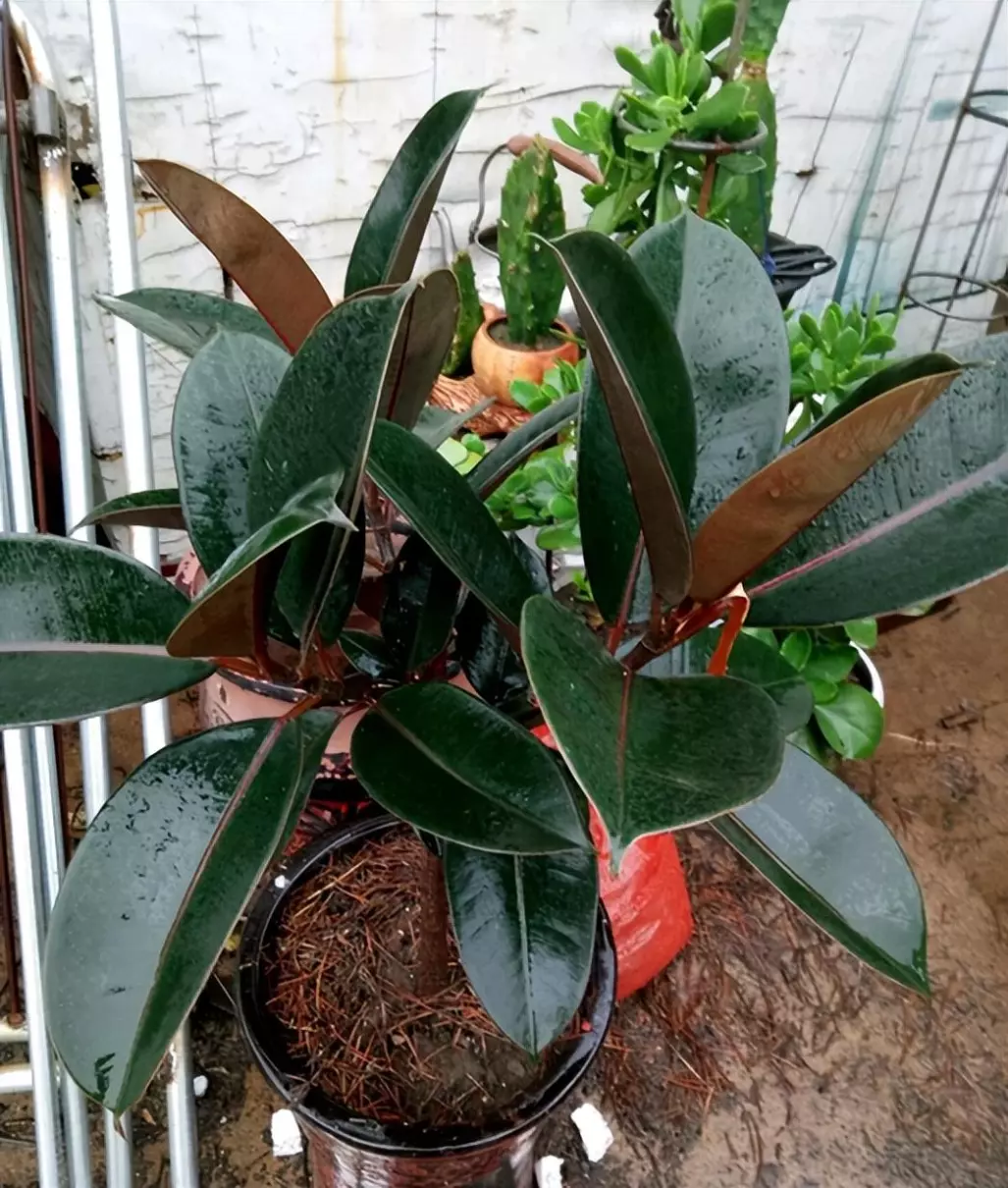 植物叶子发黄的原因和处理办法(9)
