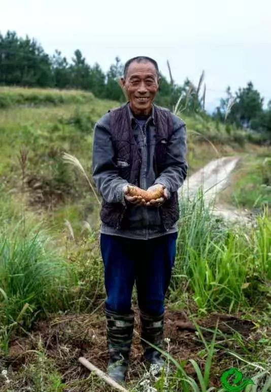 天麻属于凉性还是热性(2)