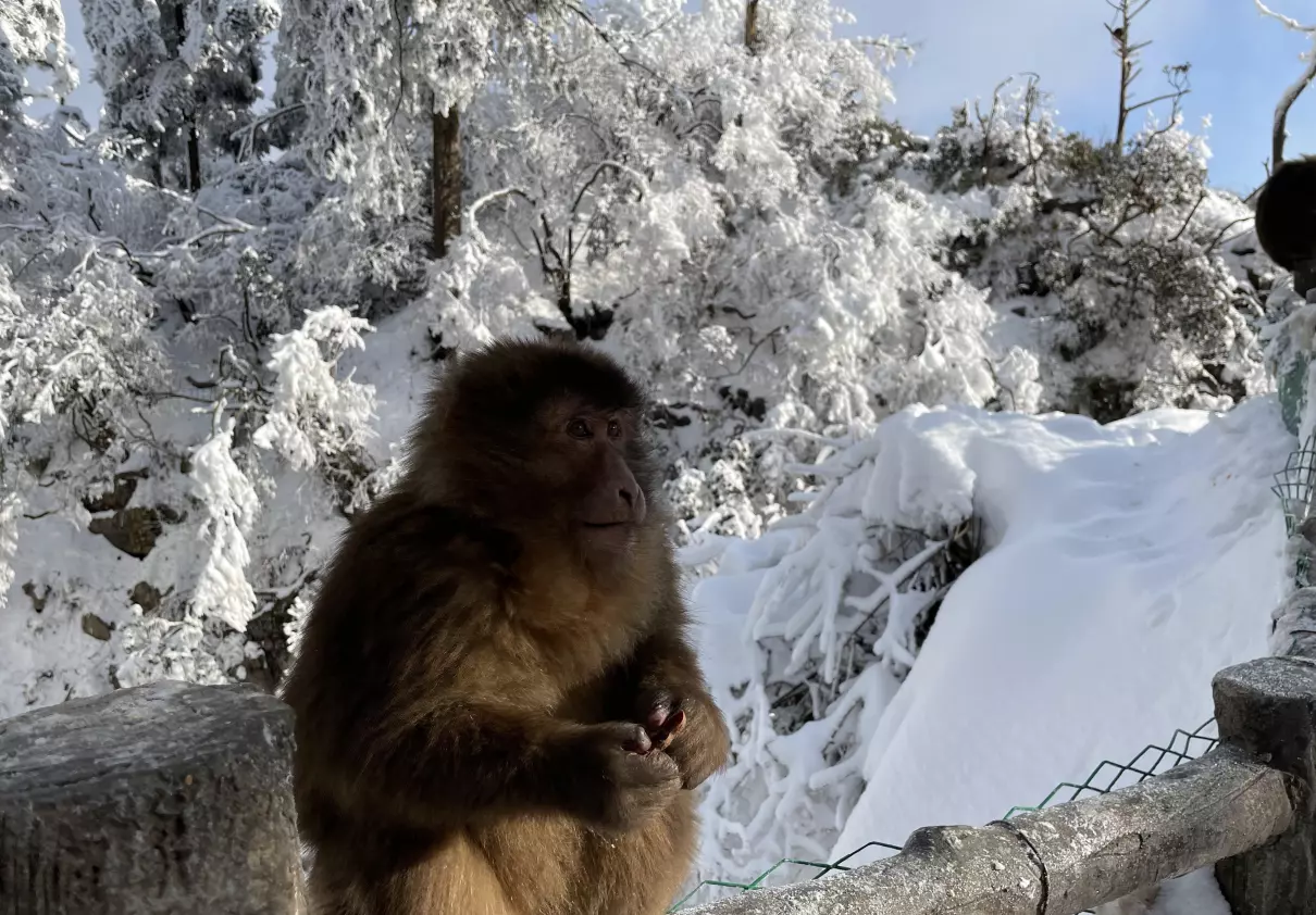 峨眉山门票160包含哪些景点(20)