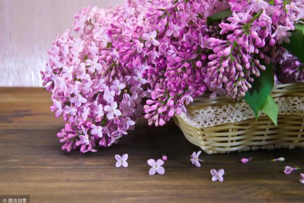 丁香花开的时候是什么季节.
