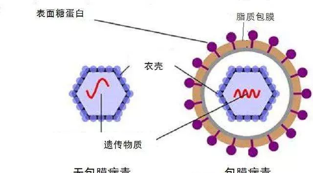 dna粗提取中为什么要用冷却的酒精(4)