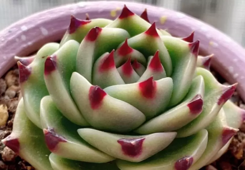 多肉正版蓝龙有什么特征(4)