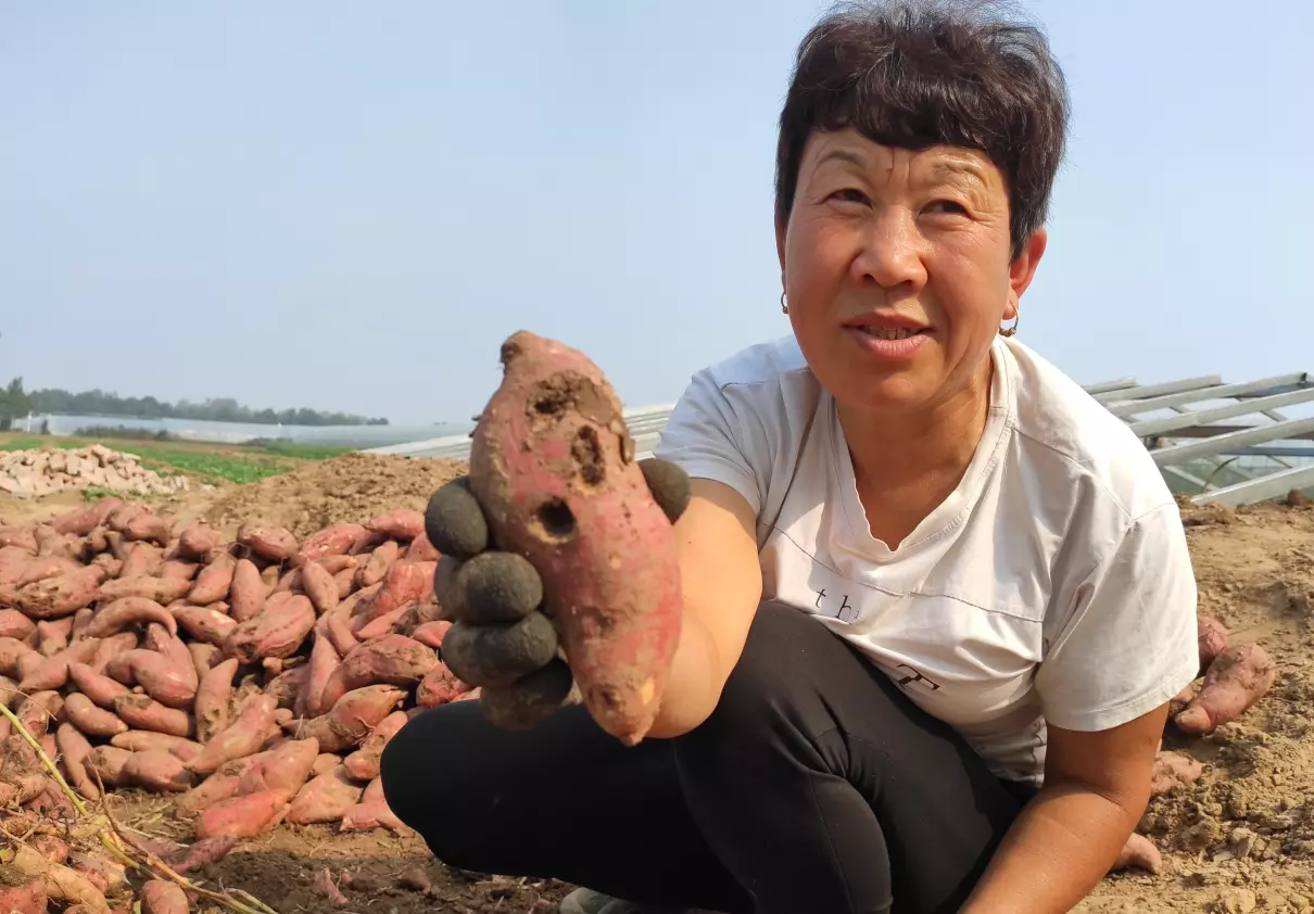 种红薯用什么农药防治地下害虫?(3)