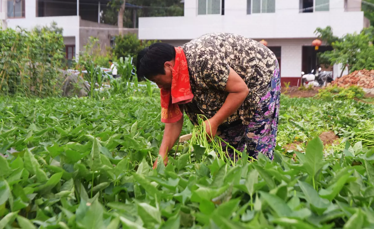 种红薯用什么农药防治地下害虫?(4)