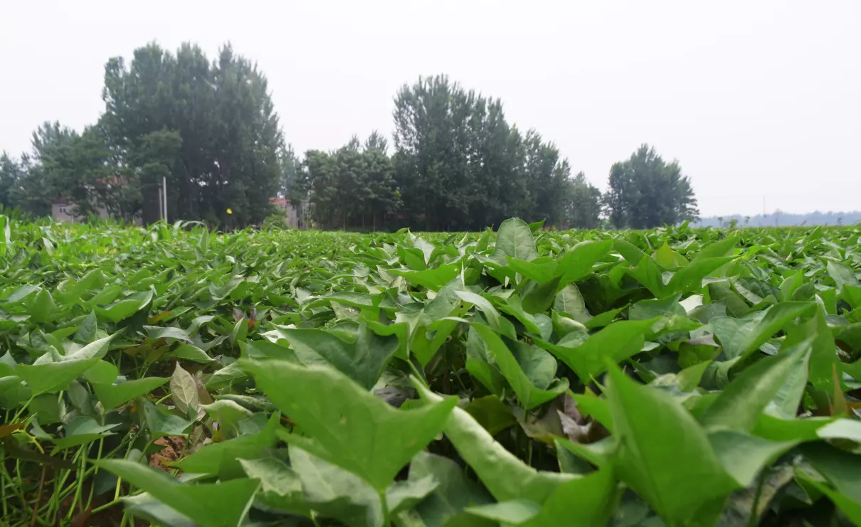 种红薯用什么农药防治地下害虫?(5)