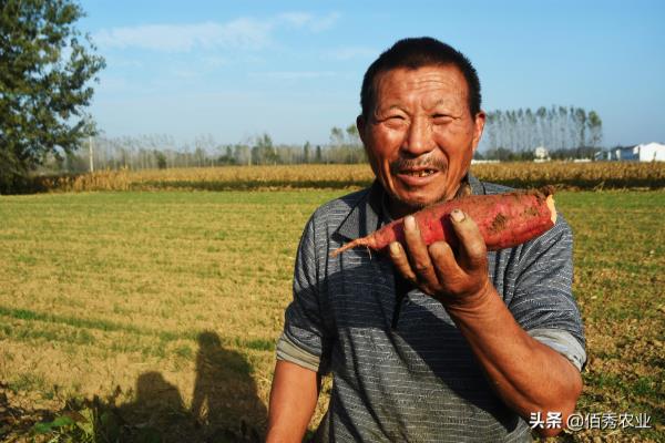 种红薯用什么农药防治地下害虫?.