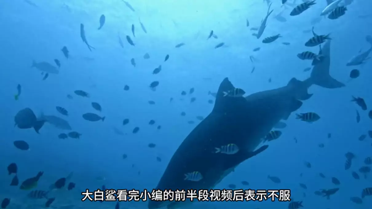 关于虎鲸的资料有哪些500字(1)