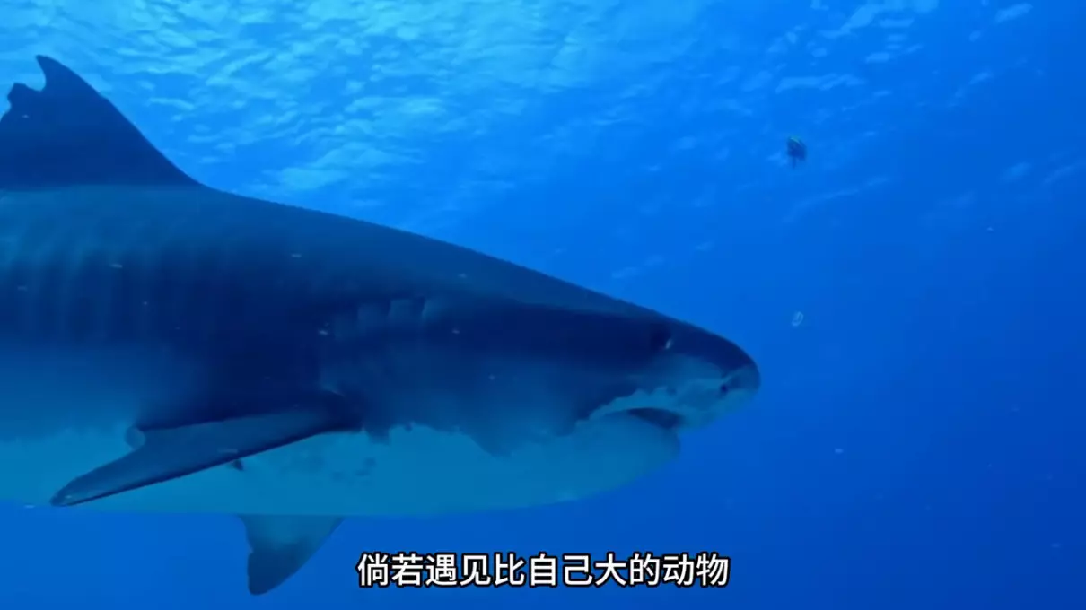关于虎鲸的资料有哪些500字(2)