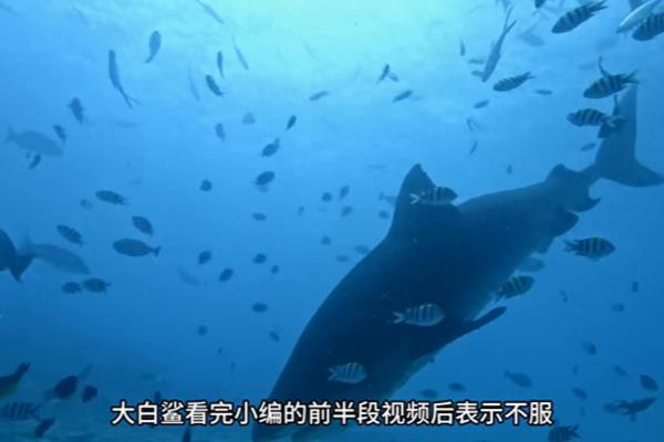 关于虎鲸的资料有哪些500字.