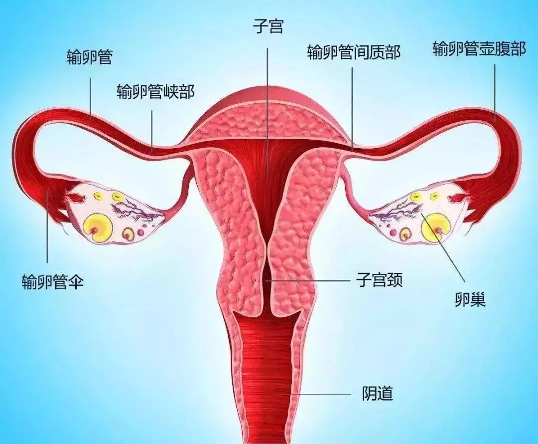 输卵管和卵巢的位置图(4)