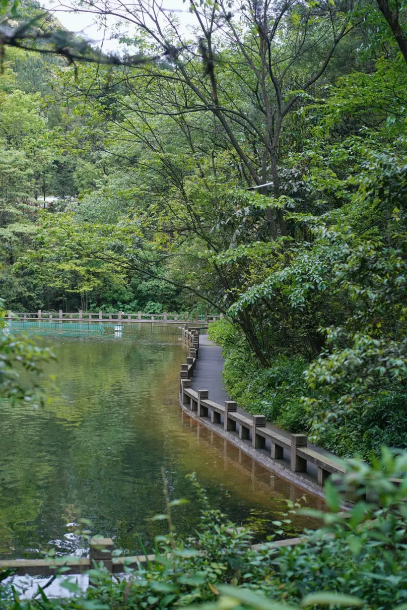 重庆金佛山一日游跟团价格(14)