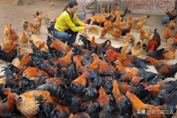 籽兔的营养价值及功效.