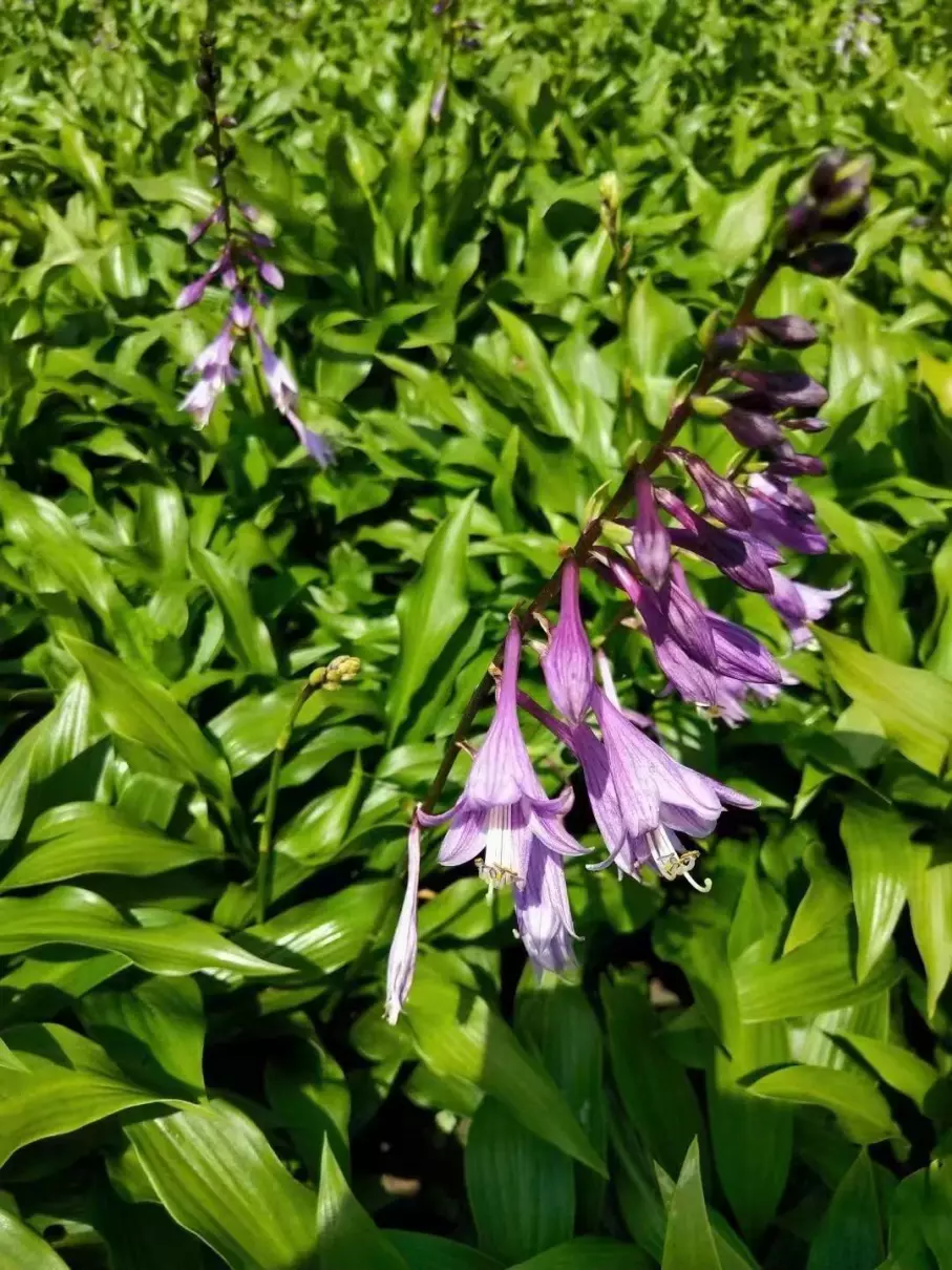 紫花玉簪可以移栽吗(1)