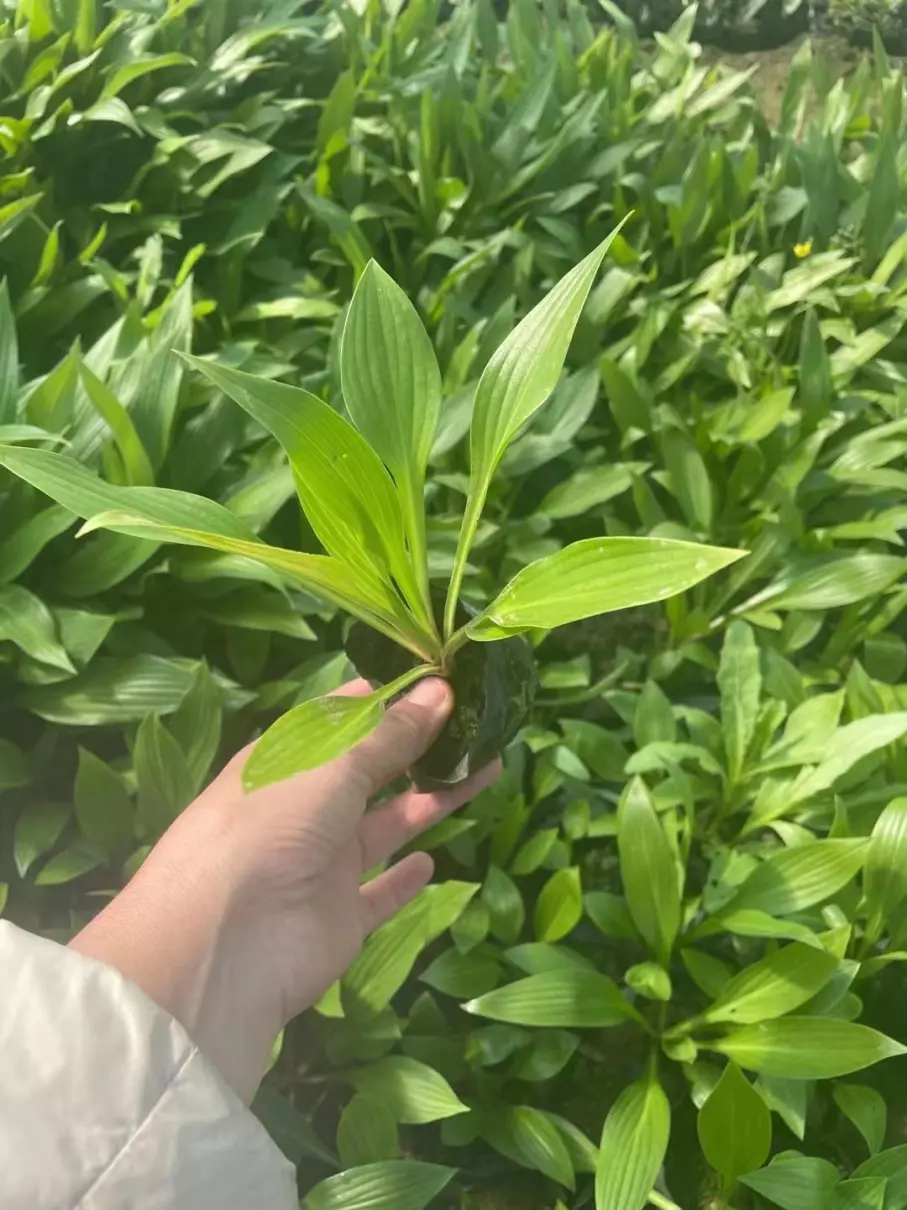 紫花玉簪可以移栽吗(3)