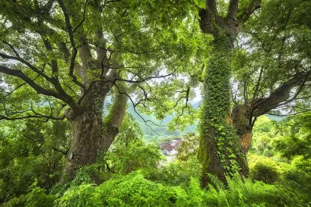 珍珠婚是什么意思(2)