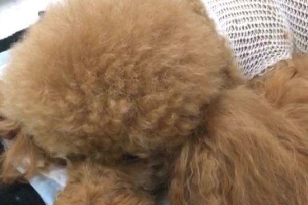 狗狗急救针可以救回来吗.