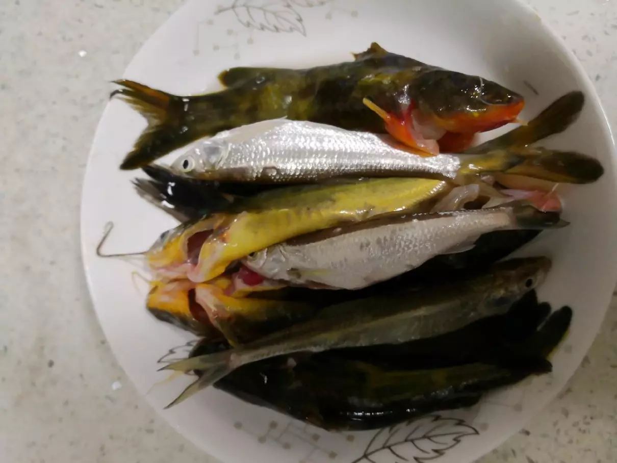 逆鱼用什么饵料钓最好(13)