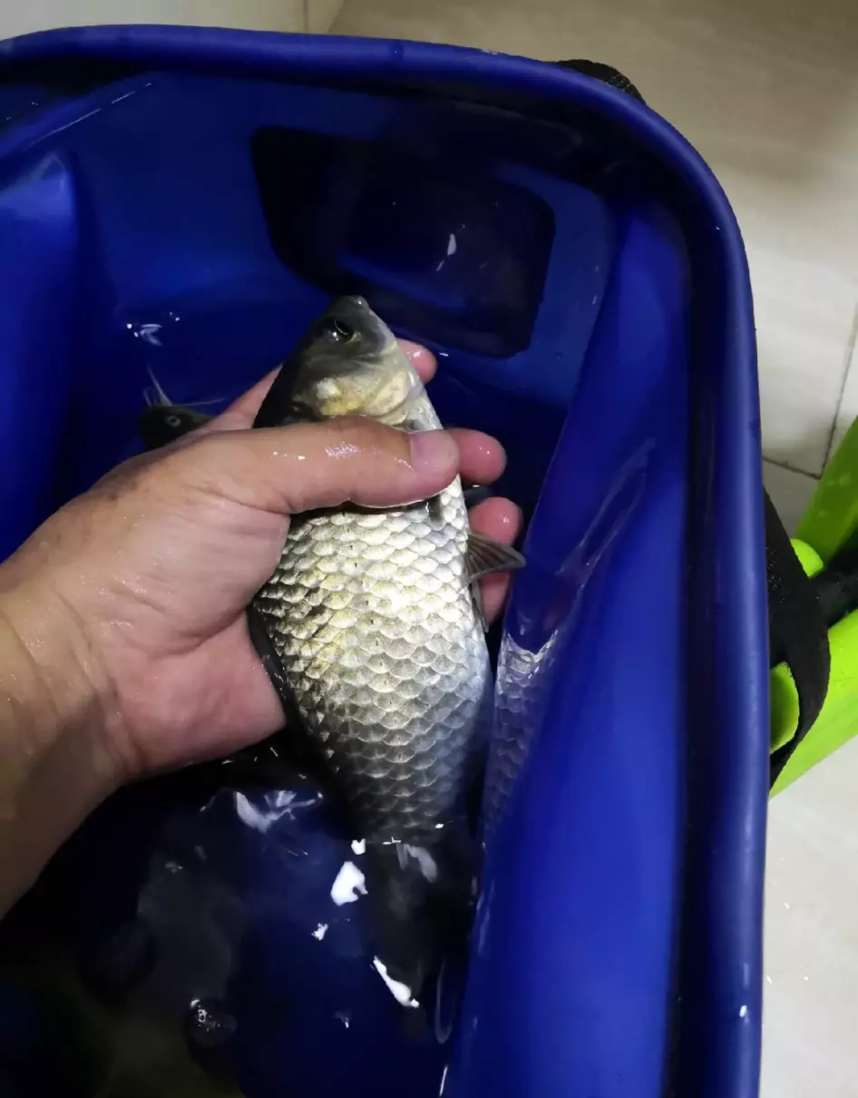 逆鱼用什么饵料钓最好(15)