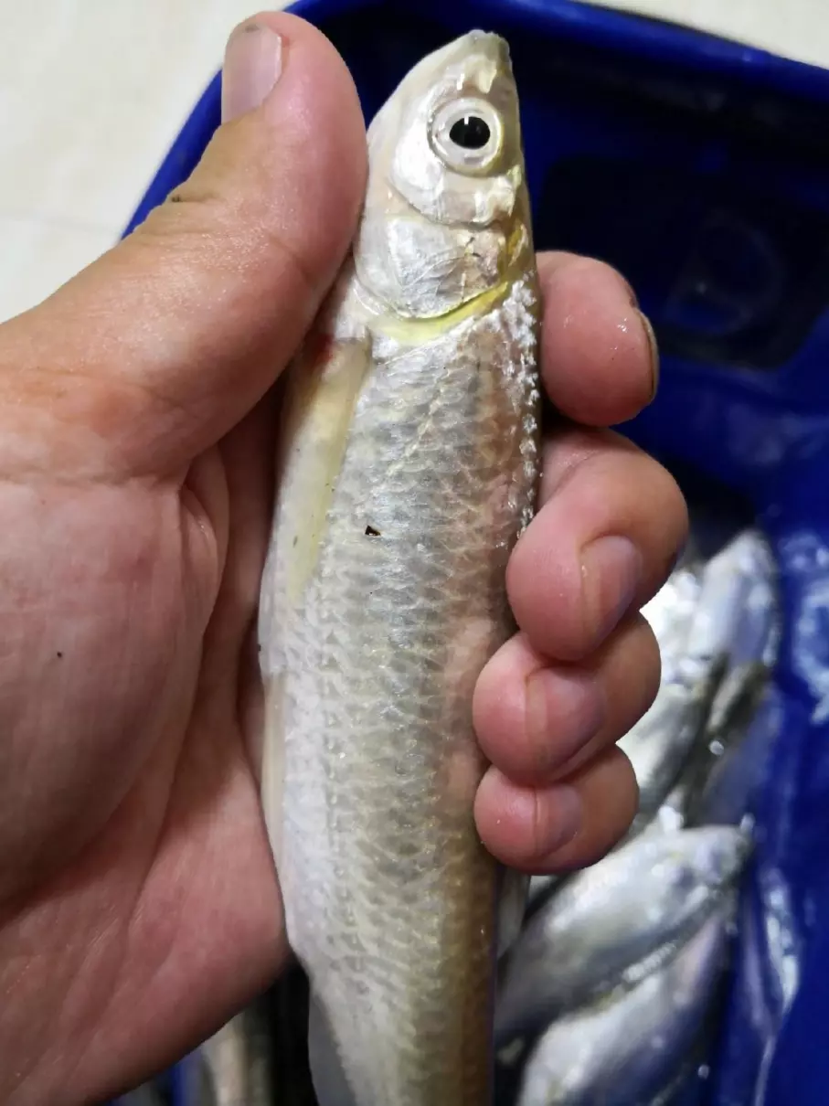 逆鱼用什么饵料钓最好(3)