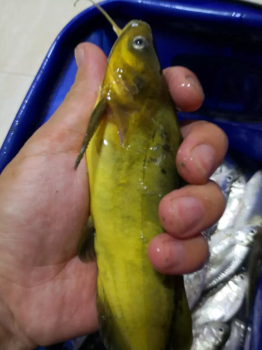 逆鱼用什么饵料钓最好(8)