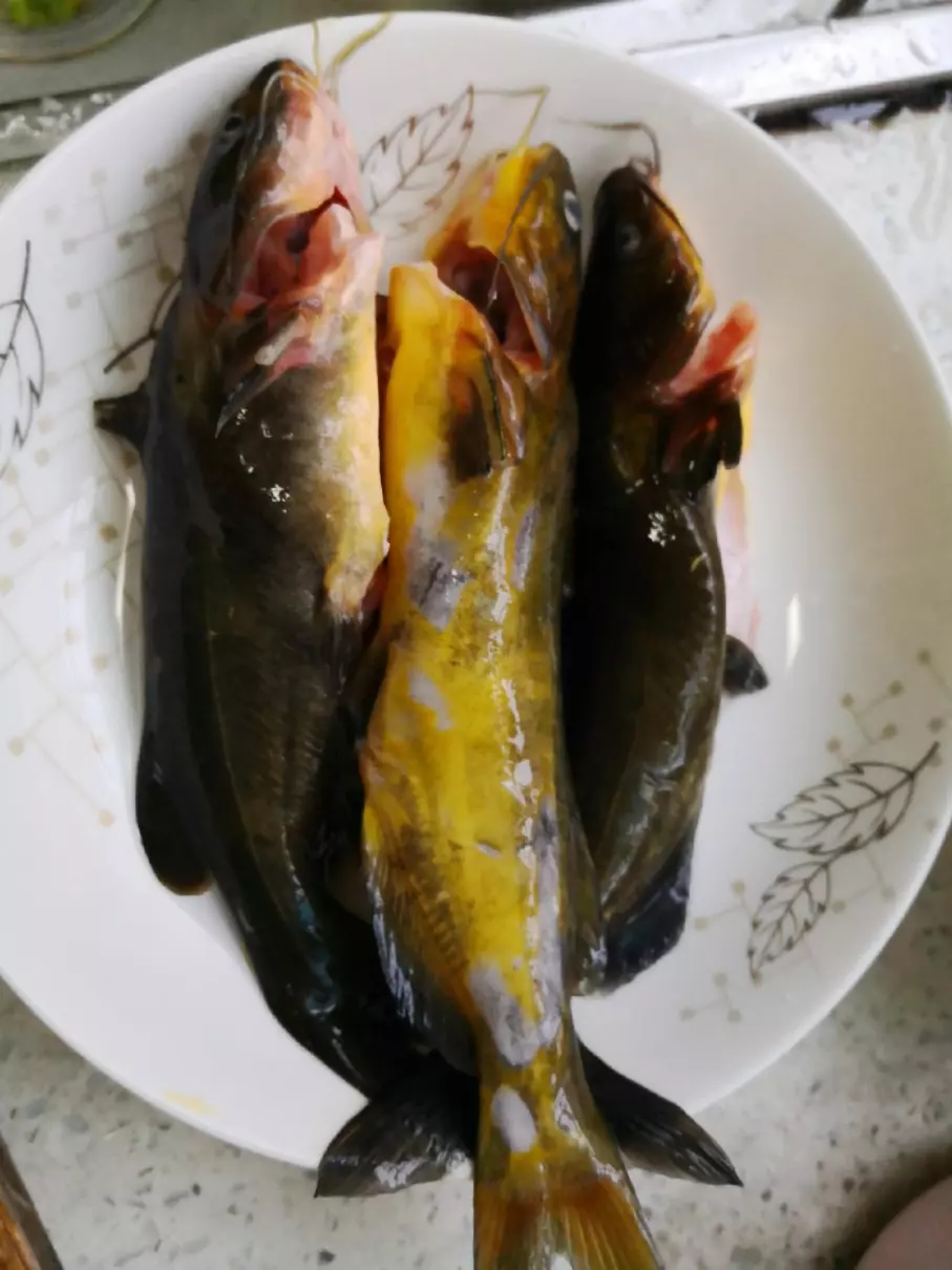 逆鱼用什么饵料钓最好(9)