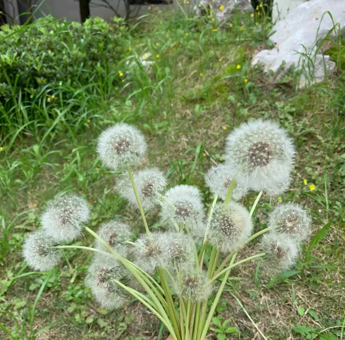 蒲公英是什么季节开花,什么时候飞走(1)