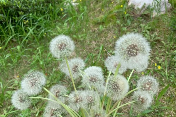 蒲公英是什么季节开花,什么时候飞走.