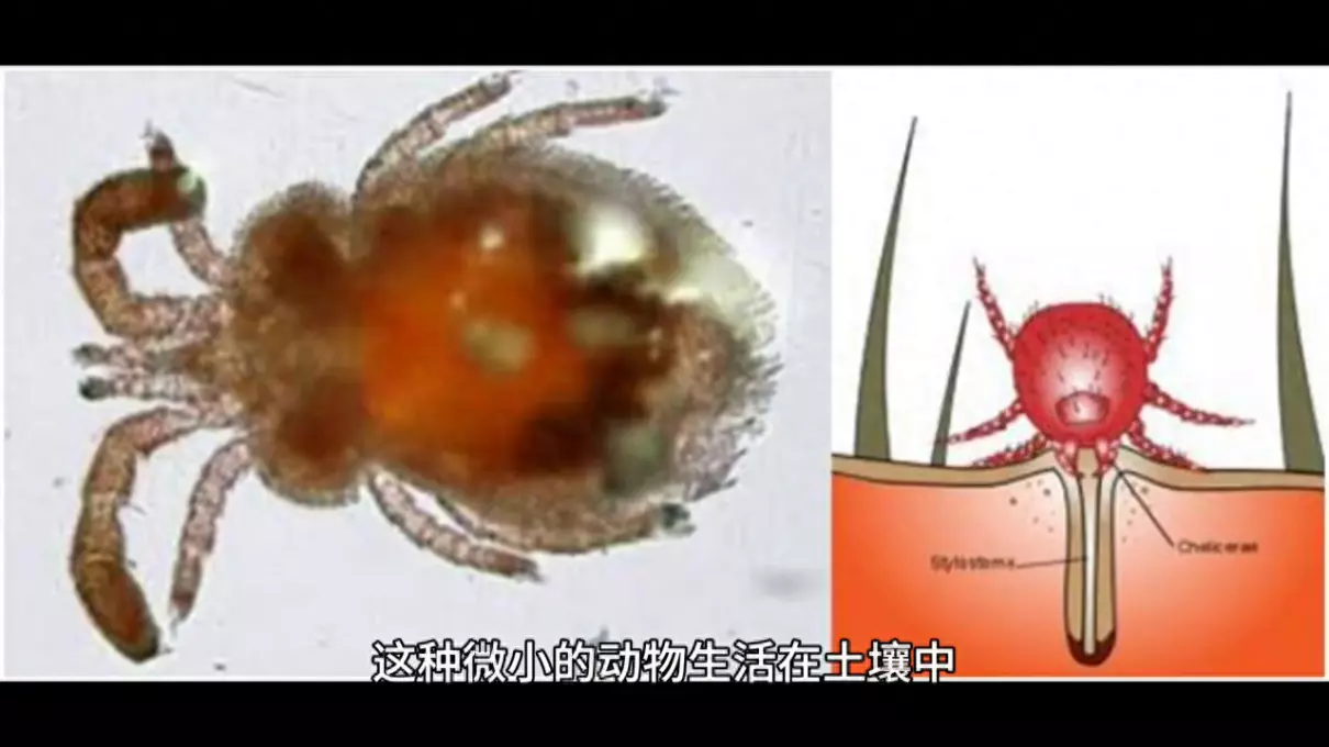 飞行动物和陆地动物是按什么分类(1)