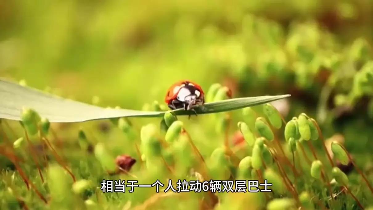 飞行动物和陆地动物是按什么分类(2)