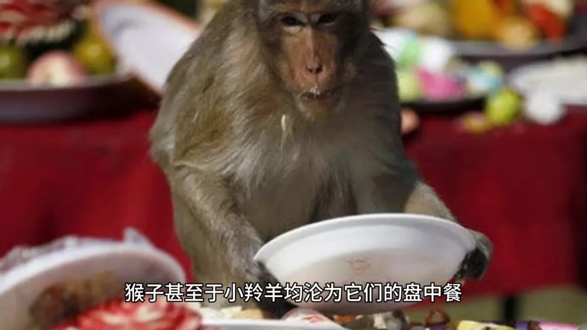 飞行动物和陆地动物是按什么分类(3)