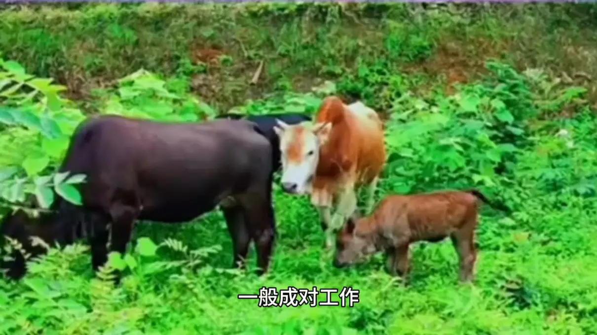 飞行动物和陆地动物是按什么分类(4)