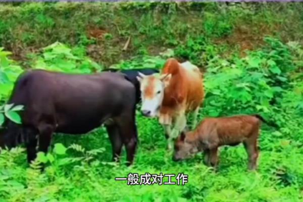 飞行动物和陆地动物是按什么分类.