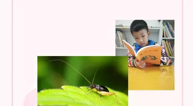 小蟋蟀短文给我们的启示是什么(2)