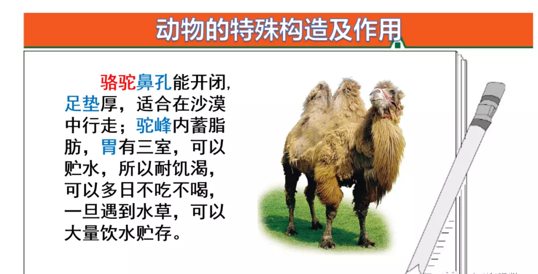 小溪像什么似的什么造句二年级(70)