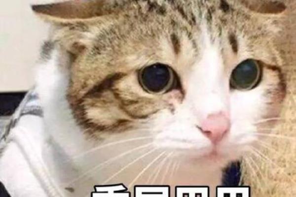 为什么中联航的机票这么便宜.