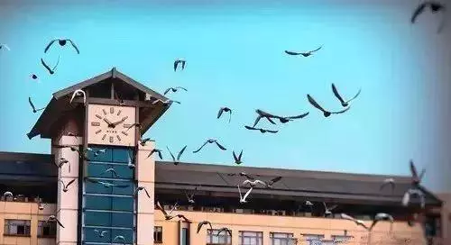 南京农业大学图书馆时间(5)