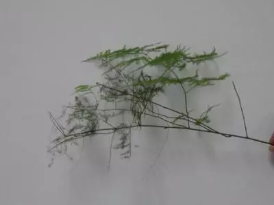 文竹怎么扦插,啥时候易插活(3)