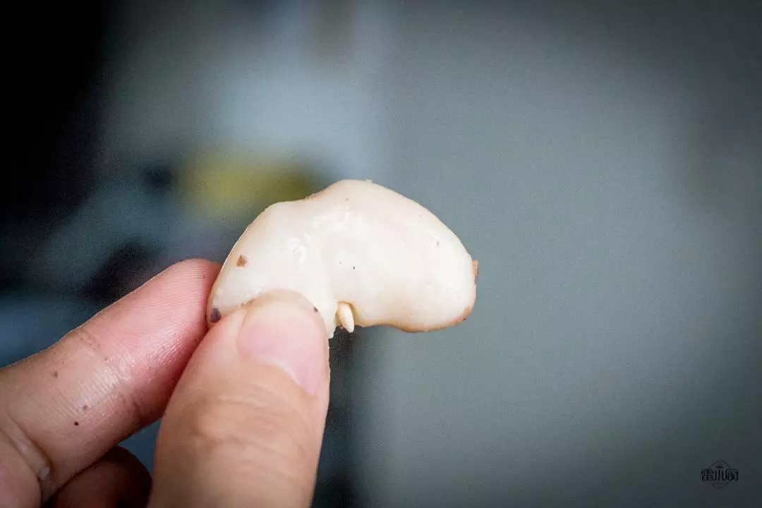 菱角怎么去皮和壳小妙招(7)