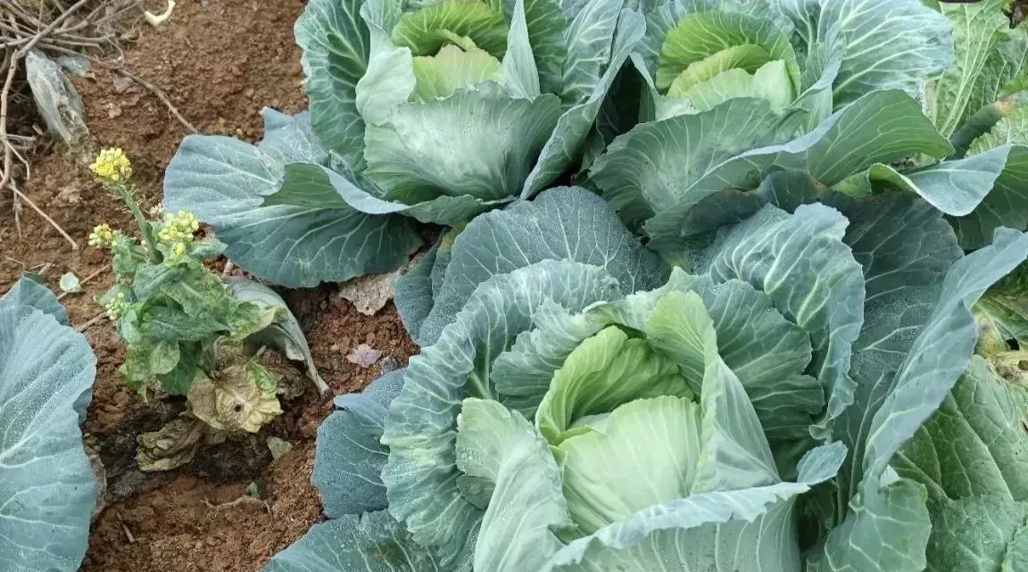 九江市浔阳区天气一二月份适合种什么蔬菜?蔬菜(11)
