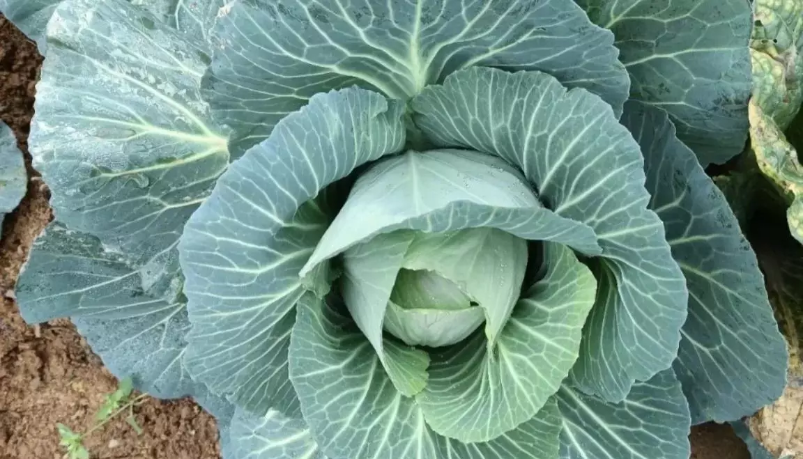 九江市浔阳区天气一二月份适合种什么蔬菜?蔬菜(12)