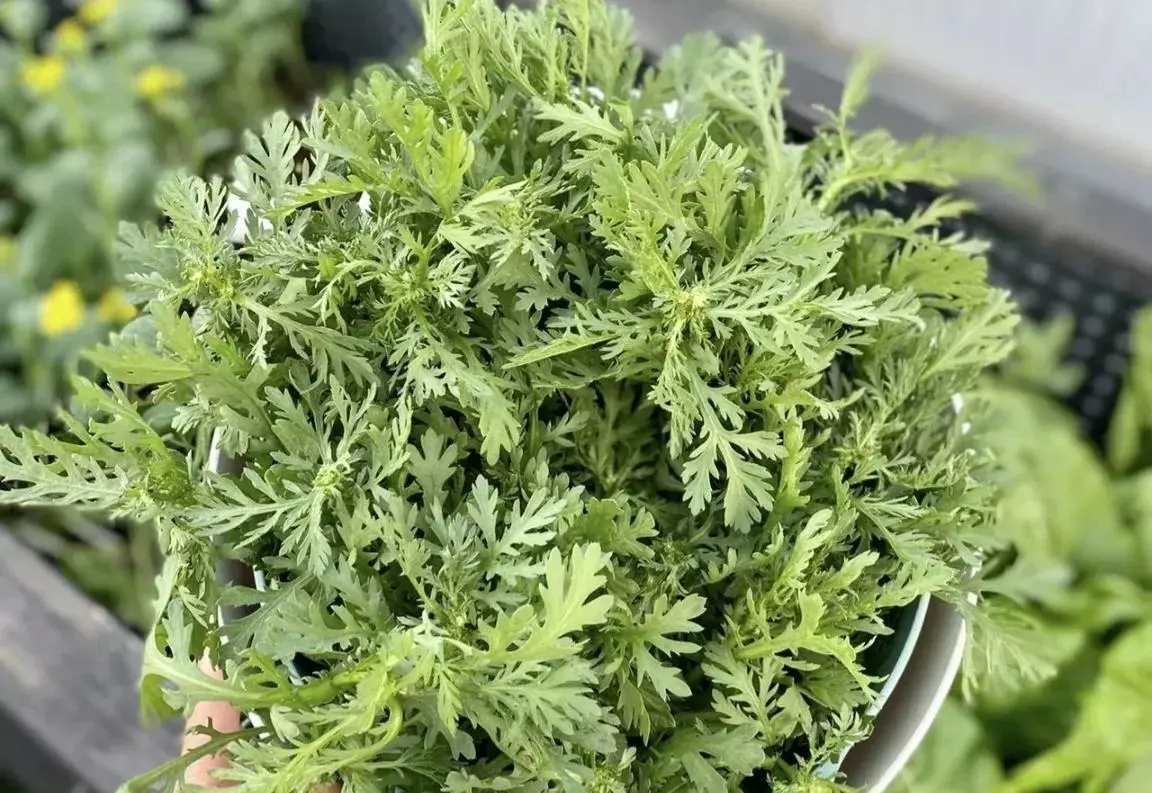 九江市浔阳区天气一二月份适合种什么蔬菜?蔬菜(15)