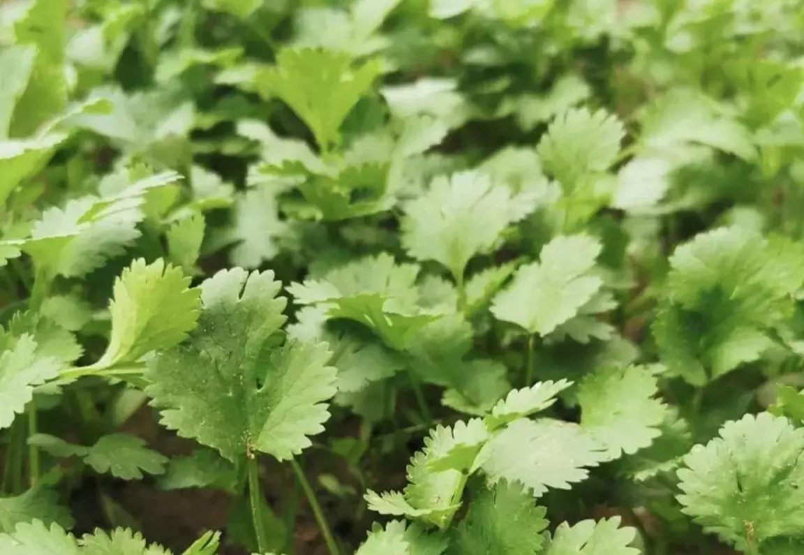 九江市浔阳区天气一二月份适合种什么蔬菜?蔬菜(7)