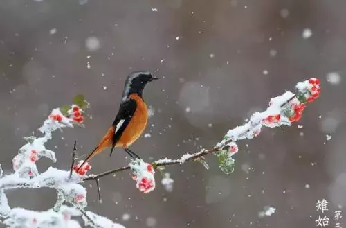窦园醉中前后五绝句描写的是什么季节(2)