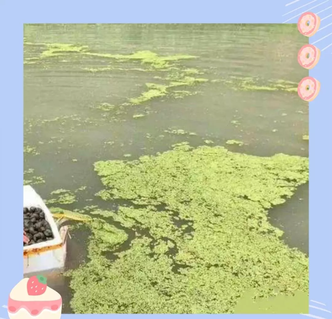 田螺吃什么东西才能养活(3)