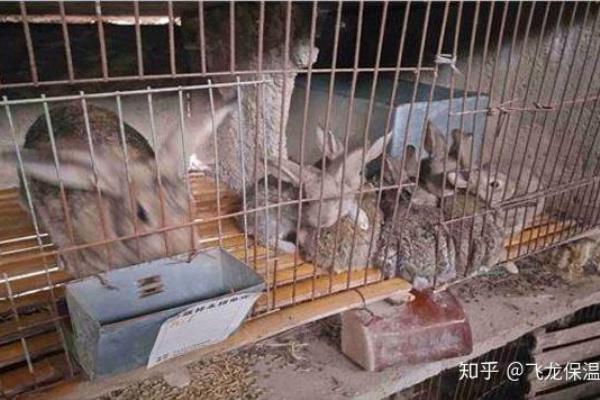 种兔多少天可以繁殖小兔.